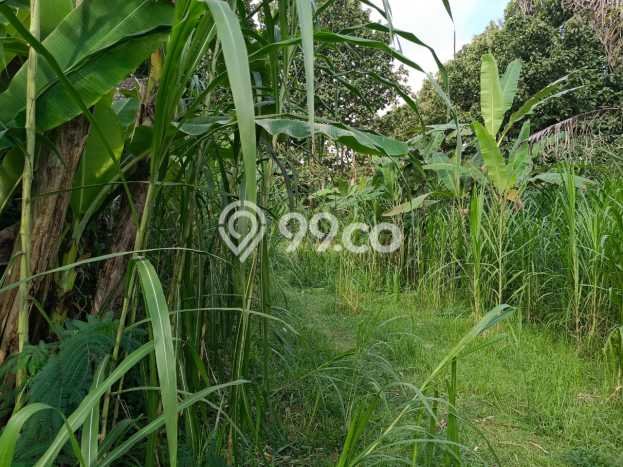 Tanah di Ubud, Gianyar Luas 2500m2 Dijual Segera Tanah di Ubud, Gianyar Luas 2500m2 Dijual Segera