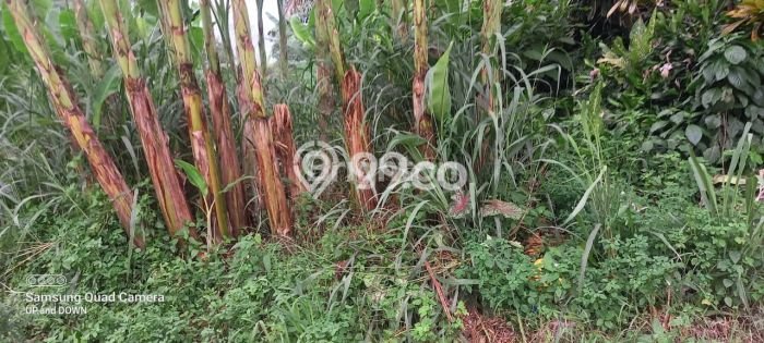 Tanah Kavling di Parung Dijual dengan Luas 120m2 Tanah Kavling di Parung Dijual dengan Luas 120m2