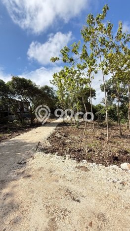 Tanah Kavling Dijual di Badung dengan Spesifikasi 300m2 Tanah Kavling Dijual di Badung dengan Spesifikasi 300m2