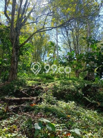 Tanah Investasi Dijual di Tabanan Punya Luas 10200m2 Tanah Investasi Dijual di Tabanan Punya Luas 10200m2