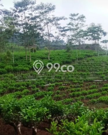 Lahan Dijual Lokasi Reban, Batang dengan Luas Tanah 41711m2 dan Status SHM Lahan Dijual Lokasi Reban, Batang dengan Luas Tanah 41711m2 dan Status SHM