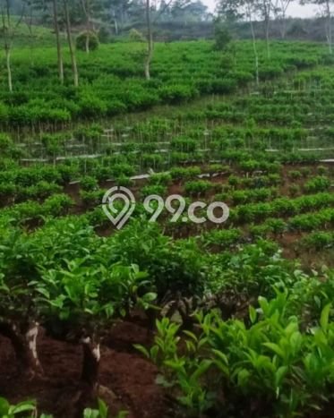 Lahan Dijual Lokasi Reban, Batang dengan Luas Tanah 41711m2 dan Status SHM Lahan Dijual Lokasi Reban, Batang dengan Luas Tanah 41711m2 dan Status SHM