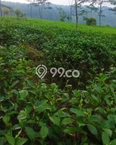 Lahan Dijual Lokasi Reban, Batang dengan Luas Tanah 41711m2 dan Status SHM Lahan Dijual Lokasi Reban, Batang dengan Luas Tanah 41711m2 dan Status SHM