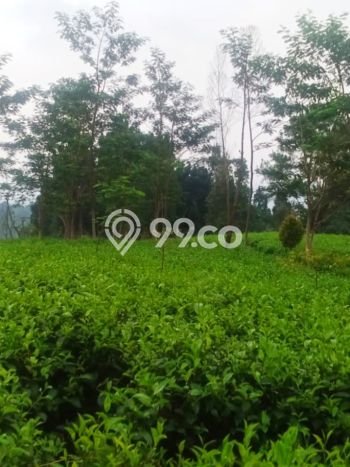 Lahan Dijual Lokasi Reban, Batang dengan Luas Tanah 41711m2 dan Status SHM Lahan Dijual Lokasi Reban, Batang dengan Luas Tanah 41711m2 dan Status SHM
