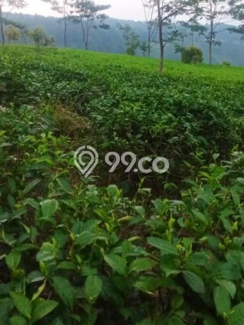 Lahan Dijual Lokasi Reban, Batang dengan Luas Tanah 41711m2 dan Status SHM Lahan Dijual Lokasi Reban, Batang dengan Luas Tanah 41711m2 dan Status SHM
