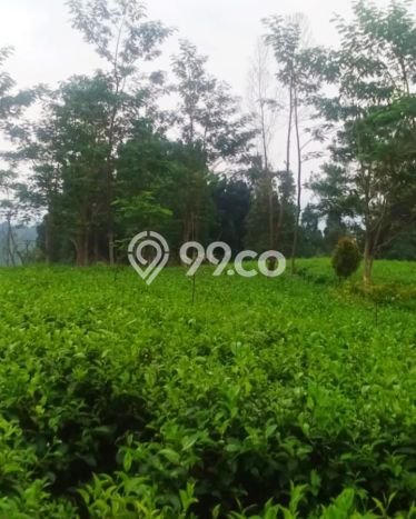 Lahan Dijual Lokasi Reban, Batang dengan Luas Tanah 41711m2 dan Status SHM Lahan Dijual Lokasi Reban, Batang dengan Luas Tanah 41711m2 dan Status SHM