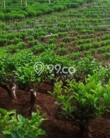 Lahan Dijual Lokasi Reban, Batang dengan Luas Tanah 41711m2 dan Status SHM Lahan Dijual Lokasi Reban, Batang dengan Luas Tanah 41711m2 dan Status SHM