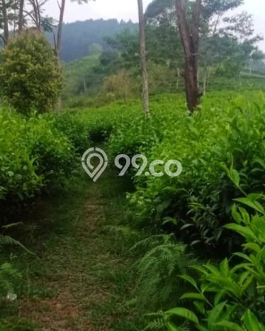 Lahan Dijual Lokasi Reban, Batang dengan Luas Tanah 41711m2 dan Status SHM Lahan Dijual Lokasi Reban, Batang dengan Luas Tanah 41711m2 dan Status SHM