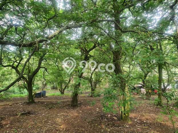 Tanah Kavling di Pancoran Mas Dijual dengan Luas 2600m2 Tanah Kavling di Pancoran Mas Dijual dengan Luas 2600m2