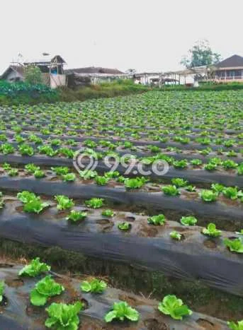 Kavling Tanah Dijual di Lembang Bandung Barat Spesifikasi 700m2 Kavling Tanah Dijual di Lembang Bandung Barat Spesifikasi 700m2