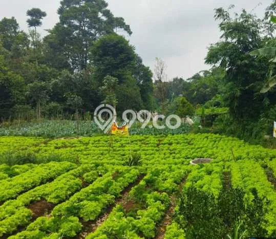 Kavling Tanah Dijual di Lembang Bandung Barat Spesifikasi 700m2 Kavling Tanah Dijual di Lembang Bandung Barat Spesifikasi 700m2