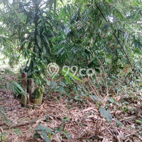 Kavling Tanah Lokasi Strategis di Cisauk, Tangerang Disewakan 3100m2 Kavling Tanah Lokasi Strategis di Cisauk, Tangerang Disewakan 3100m2