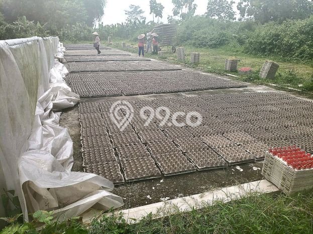 Pabrik Dijual Lokasi Emas di Gandusari Luas 27000m2 Pabrik Dijual Lokasi Emas di Gandusari Luas 27000m2
