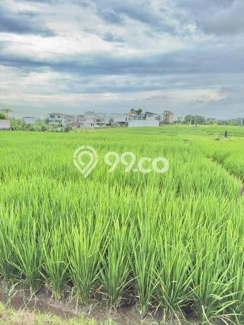 Tanah Disewa di Cemagi Strategis dan Memiliki Luas 1400m2 Tanah Disewa di Cemagi Strategis dan Memiliki Luas 1400m2