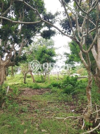 Untuk Disewa Tanah di Badung, Luas 1500m2 Area Berkembang Untuk Disewa Tanah di Badung, Luas 1500m2 Area Berkembang