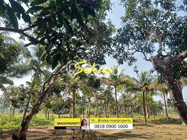 Jarang Ada! Tanah di Carita Punya Luas 180000m2 SHM Jarang Ada! Tanah di Carita Punya Luas 180000m2 SHM