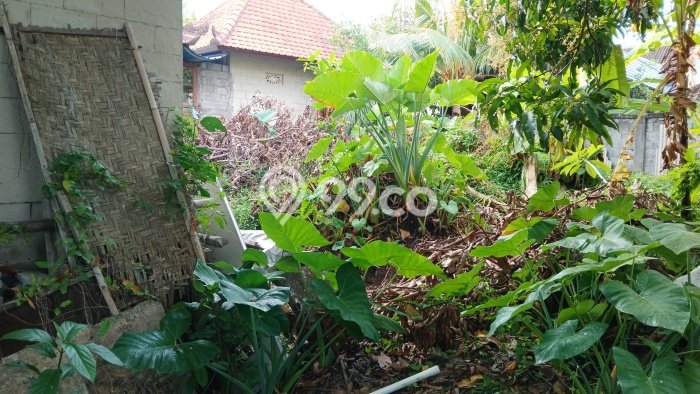 Tanah Disewa di Pererenan Strategis dan Memiliki Luas 450m2 Tanah Disewa di Pererenan Strategis dan Memiliki Luas 450m2