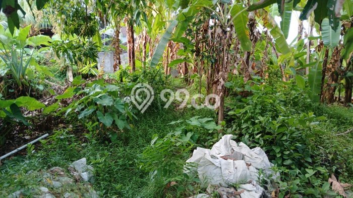 Tanah Disewa di Pererenan Strategis dan Memiliki Luas 450m2 Tanah Disewa di Pererenan Strategis dan Memiliki Luas 450m2