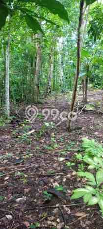 Dijual Tanah di Cinangka Serang Luas 2874m2 AJB Dijual Tanah di Cinangka Serang Luas 2874m2 AJB