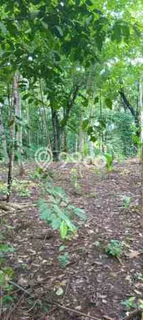 Dijual Tanah di Cinangka Serang Luas 2874m2 AJB Dijual Tanah di Cinangka Serang Luas 2874m2 AJB