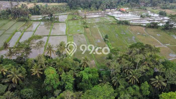 Tanah di Tampaksiring, Gianyar Luas 4700m2 Dijual Segera Tanah di Tampaksiring, Gianyar Luas 4700m2 Dijual Segera
