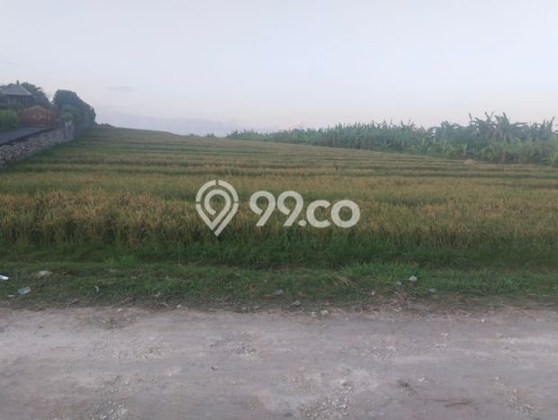 Dijual Tanah Lokasi Gubug, Tabanan Seluas 12400m2 Dijual Tanah Lokasi Gubug, Tabanan Seluas 12400m2