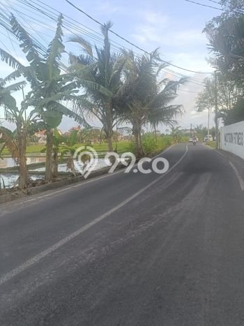 Tanah Dijual Area Strategis di canggu Badung 3000m2 Tanah Dijual Area Strategis di canggu Badung 3000m2