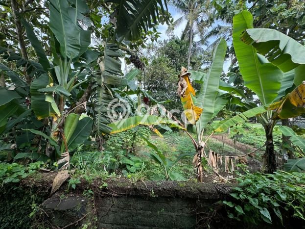 Jarang Ada! Tanah di Ubud Punya Luas 670m2 SHM Jarang Ada! Tanah di Ubud Punya Luas 670m2 SHM