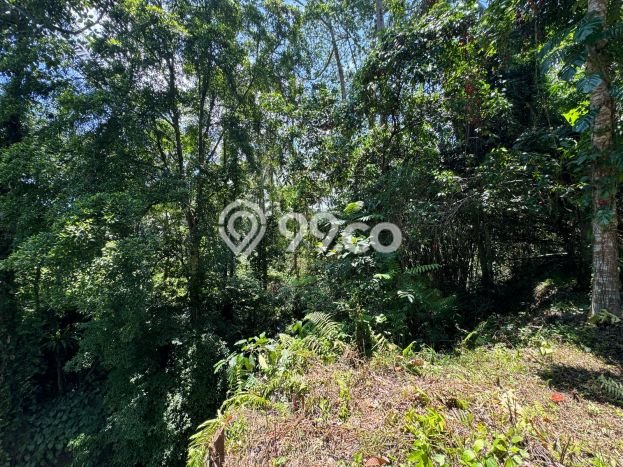 Tanah Kawasan Ubud, Luas 1370m2m², Dekat Ubud, Gianyar, Gianyar Tanah Kawasan Ubud, Luas 1370m2m², Dekat Ubud, Gianyar, Gianyar