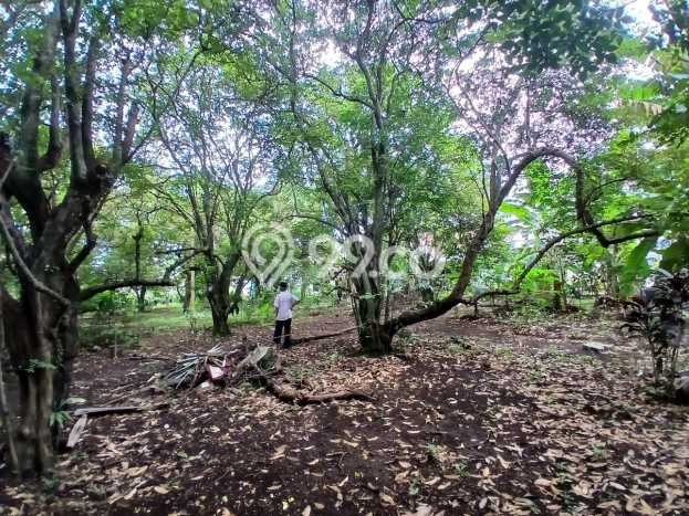Tanah Dijual Lokasi Strategis di Depok dengan Luas 1981m2 Tanah Dijual Lokasi Strategis di Depok dengan Luas 1981m2