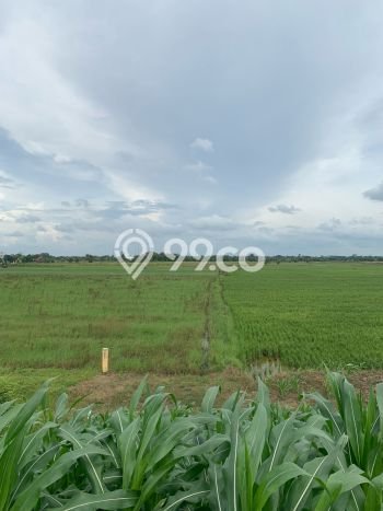 Tanah Dijual Lokasi Purwodadi Purwodadi SHM Tanah Dijual Lokasi Purwodadi Purwodadi SHM