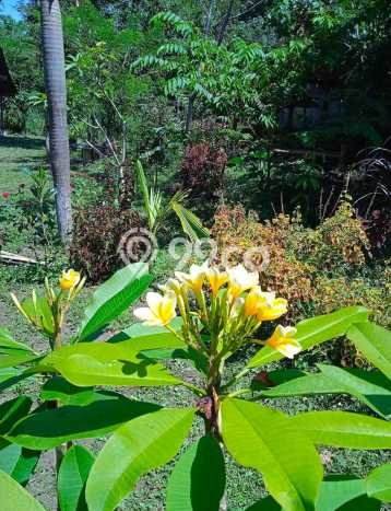 Kavling Tanah Dijual di Pakem Sleman Spesifikasi 5974m2 Kavling Tanah Dijual di Pakem Sleman Spesifikasi 5974m2