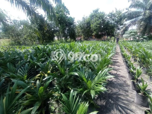 Tanah Dijual Lokasi Tapung, Kampar Luas 362m2 Legalitas Aman Tanah Dijual Lokasi Tapung, Kampar Luas 362m2 Legalitas Aman