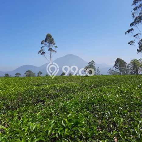 Kavling Tanah Dijual di Pangalengan, Bandung, Luas 13600m2 Area Strategis Kavling Tanah Dijual di Pangalengan, Bandung, Luas 13600m2 Area Strategis