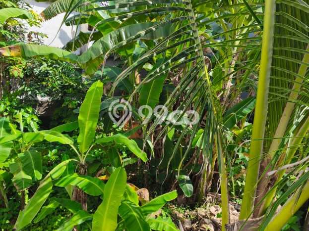 Jarang Ada! Tanah Kavling Disewakan di Badung 350m2 Jarang Ada! Tanah Kavling Disewakan di Badung 350m2