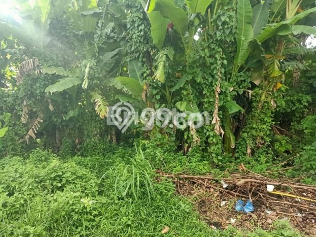 Tanah Dijual Lokasi Strategis di Tabanan dengan Luas 2000m2 Tanah Dijual Lokasi Strategis di Tabanan dengan Luas 2000m2