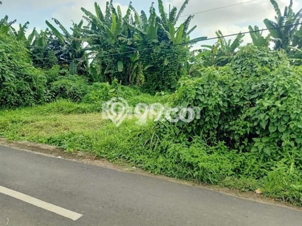 Tanah Dijual Lokasi Strategis di Tabanan dengan Luas 2000m2 Tanah Dijual Lokasi Strategis di Tabanan dengan Luas 2000m2
