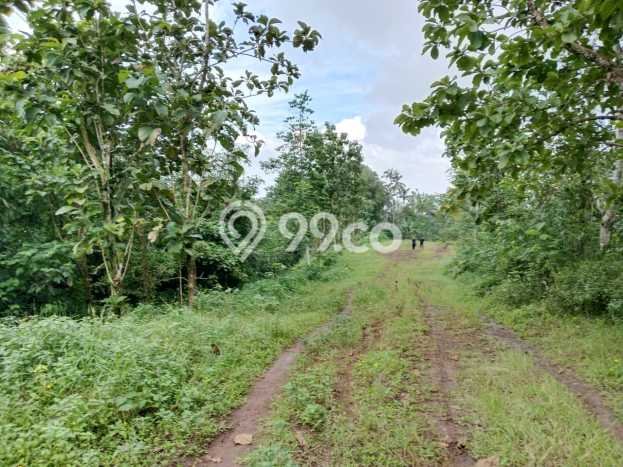 Tanah Kavling Dijual di Tabanan dengan Spesifikasi 500m2 Tanah Kavling Dijual di Tabanan dengan Spesifikasi 500m2