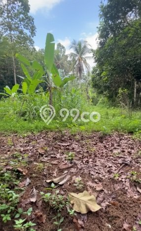 Lahan untuk Dijual Lokasi Ciamis, Ciamis Luas 6200m2 - Lahan untuk Dijual Lokasi Ciamis, Ciamis Luas 6200m2 -
