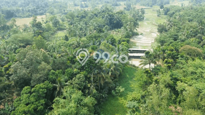 Lahan untuk Dijual di Rangkasbitung Lebak Luas 50000m2 Lahan untuk Dijual di Rangkasbitung Lebak Luas 50000m2