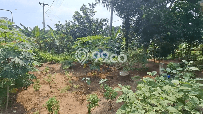 Lahan untuk Dijual di Rangkasbitung Lebak Luas 50000m2 Lahan untuk Dijual di Rangkasbitung Lebak Luas 50000m2