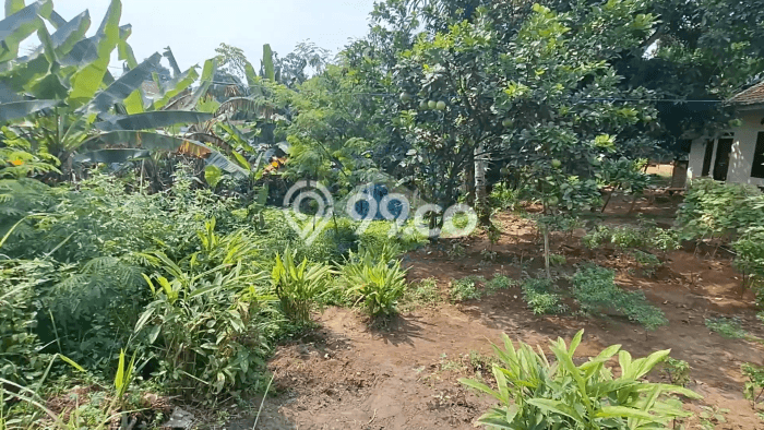 Lahan untuk Dijual di Rangkasbitung Lebak Luas 50000m2 Lahan untuk Dijual di Rangkasbitung Lebak Luas 50000m2