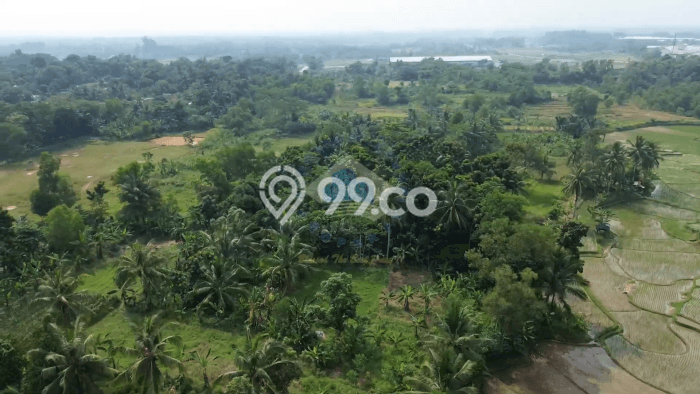 Lahan untuk Dijual di Rangkasbitung Lebak Luas 50000m2 Lahan untuk Dijual di Rangkasbitung Lebak Luas 50000m2