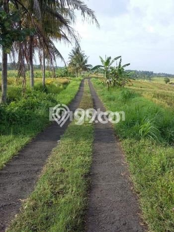 Tanah Kavling Dijual di Antosari, Tabanan dengan Luas Tanah 7850m2 Tanah Kavling Dijual di Antosari, Tabanan dengan Luas Tanah 7850m2