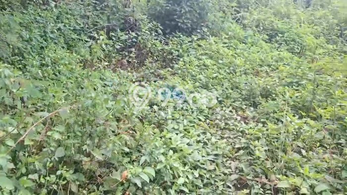 Lahan Investasi Lokasi Pagedangan Tangerang SHM Lahan Investasi Lokasi Pagedangan Tangerang SHM