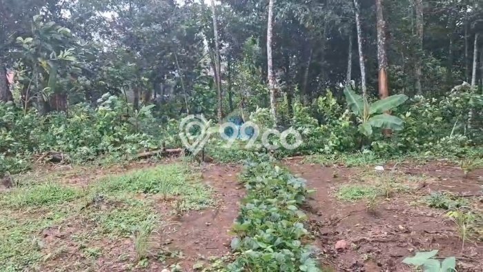 Lahan Dijual Lokasi Cileles, Lebak dengan Luas Tanah 40000m2 dan Status SHM Lahan Dijual Lokasi Cileles, Lebak dengan Luas Tanah 40000m2 dan Status SHM