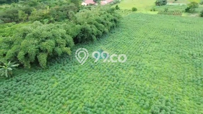 Tanah Kavling di Cisauk Dijual dengan Luas 33572m2 Tanah Kavling di Cisauk Dijual dengan Luas 33572m2