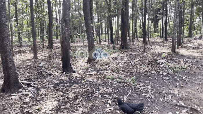 Lahan untuk Dijual di Jambe Tangerang Luas 3047m2 Lahan untuk Dijual di Jambe Tangerang Luas 3047m2