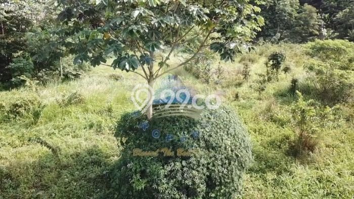 Tanah Komersial Dijual di Pagedangan Tangerang 6191m2 Tanah Komersial Dijual di Pagedangan Tangerang 6191m2