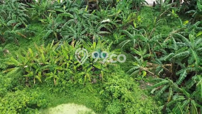 Dijual Tanah di Parung Panjang Bogor Luas 6515m2 SHM Dijual Tanah di Parung Panjang Bogor Luas 6515m2 SHM